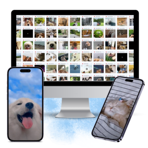 DFY Funny & Cute Pets Viral Videos